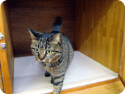 �a�@�̔L�i���сj