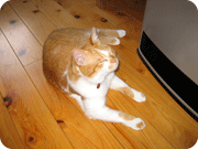 �a�@�̔L�i����͂��j